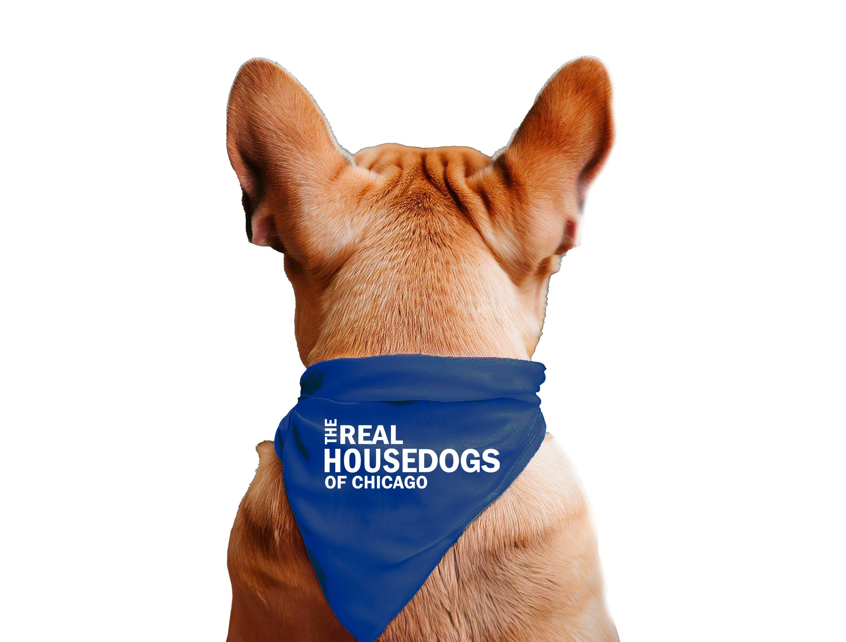 Real House Dogs Bandana